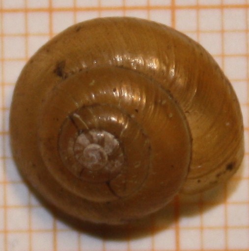 dal comprensorio del Corno alle Scale (BO): da id. /2